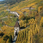 View of autumnal vineyards with a small tower