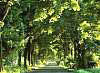 Tree-lined avenue in Brandenburg