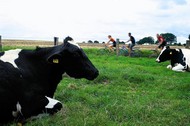 Typical black and white Frisian cows grazing in front of three cyclists