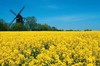 Flowering rapeseed in front of windmill